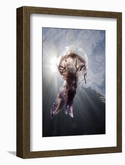 Mauve Stinger Jellyfish (Pelagia Noctiluca), Cap De Creus, Costa Brava, Spain-Reinhard Dirscherl-Framed Photographic Print