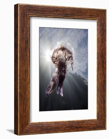 Mauve Stinger Jellyfish (Pelagia Noctiluca), Cap De Creus, Costa Brava, Spain-Reinhard Dirscherl-Framed Photographic Print