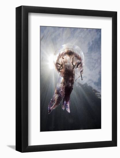 Mauve Stinger Jellyfish (Pelagia Noctiluca), Cap De Creus, Costa Brava, Spain-Reinhard Dirscherl-Framed Photographic Print