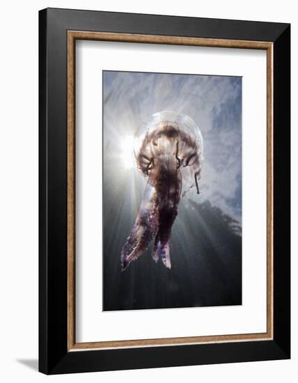 Mauve Stinger Jellyfish (Pelagia Noctiluca), Cap De Creus, Costa Brava, Spain-Reinhard Dirscherl-Framed Photographic Print