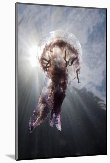 Mauve Stinger Jellyfish (Pelagia Noctiluca), Cap De Creus, Costa Brava, Spain-Reinhard Dirscherl-Mounted Photographic Print