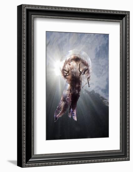 Mauve Stinger Jellyfish (Pelagia Noctiluca), Cap De Creus, Costa Brava, Spain-Reinhard Dirscherl-Framed Photographic Print