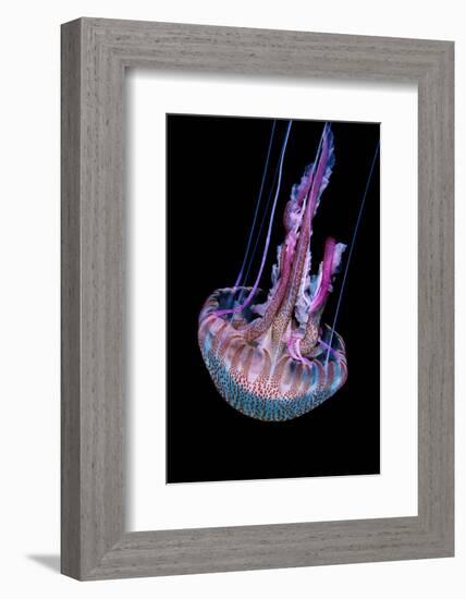 Mauve stinger photographed at night, Portugal-Magnus Lundgren-Framed Photographic Print