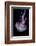 Mauve stinger photographed at night, Portugal-Magnus Lundgren-Framed Photographic Print