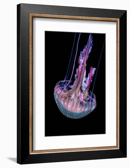 Mauve stinger photographed at night, Portugal-Magnus Lundgren-Framed Photographic Print