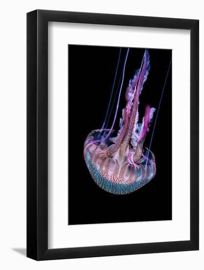 Mauve stinger photographed at night, Portugal-Magnus Lundgren-Framed Photographic Print