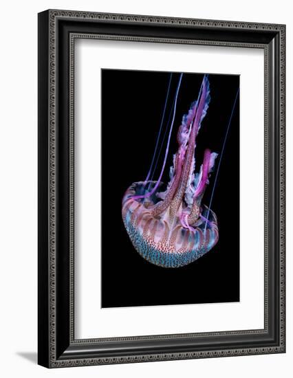 Mauve stinger photographed at night, Portugal-Magnus Lundgren-Framed Photographic Print