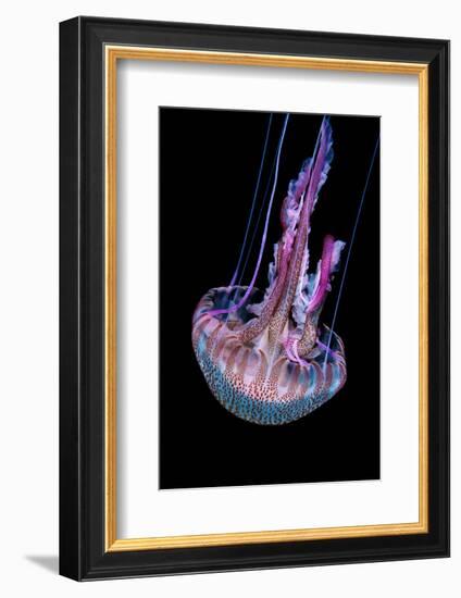 Mauve stinger photographed at night, Portugal-Magnus Lundgren-Framed Photographic Print