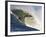 Mavericks Surf Competition 2010, Half Moon Bay, California, Usa-Rebecca Jackrel-Framed Photographic Print