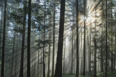 Sunrays Shining Through Fogged Out Forest-Mawpix-Framed Premier Image Canvas