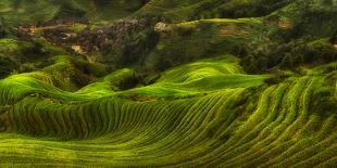 Waves of Rice - the Dragon's Backbone-Max Witjes-Photographic Print