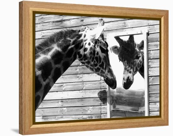 Maxi the Giraffe Gazing at Reflection in Mirror, 1980-null-Framed Premier Image Canvas