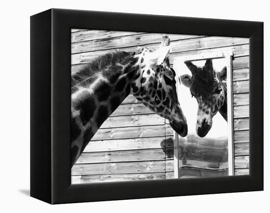 Maxi the Giraffe Gazing at Reflection in Mirror, 1980-null-Framed Premier Image Canvas