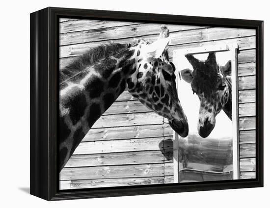 Maxi the Giraffe Gazing at Reflection in Mirror, 1980-null-Framed Premier Image Canvas