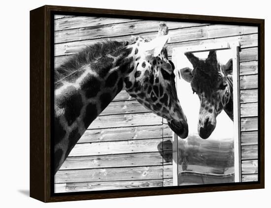 Maxi the Giraffe Gazing at Reflection in Mirror, 1980-null-Framed Premier Image Canvas