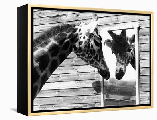 Maxi the Giraffe Gazing at Reflection in Mirror, 1980-null-Framed Premier Image Canvas