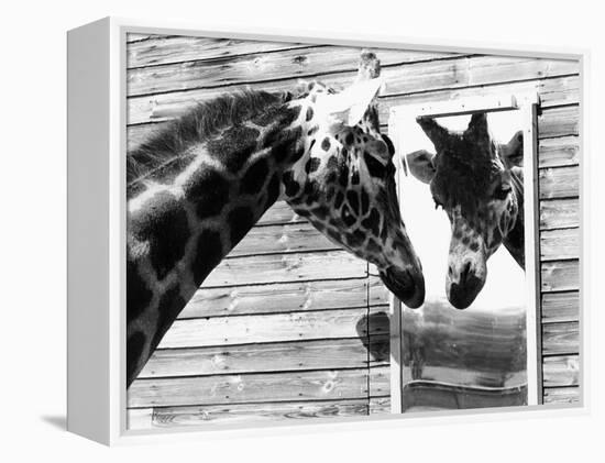 Maxi the Giraffe Gazing at Reflection in Mirror, 1980-null-Framed Premier Image Canvas