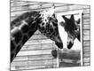 Premium Photographic Print