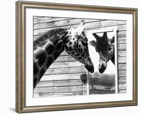 Maxi the Giraffe Gazing at Reflection in Mirror, 1980-null-Framed Photographic Print