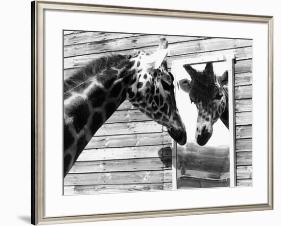 Maxi the Giraffe Gazing at Reflection in Mirror, 1980-null-Framed Photographic Print