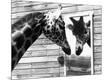 Photographic Print