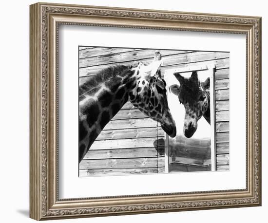 Maxi the Giraffe Gazing at Reflection in Mirror, 1980--Framed Photographic Print