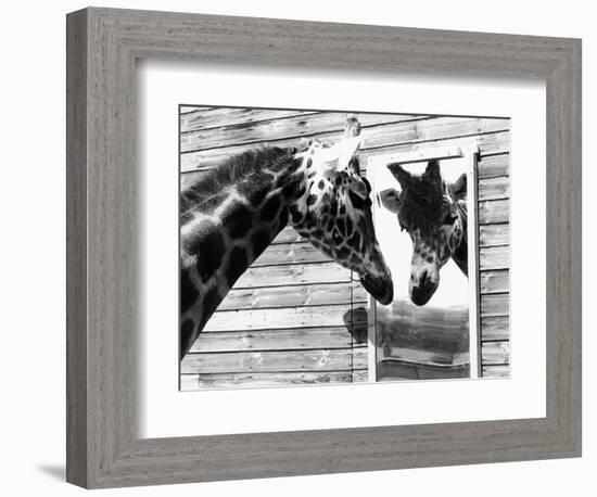 Maxi the Giraffe Gazing at Reflection in Mirror, 1980-null-Framed Photographic Print