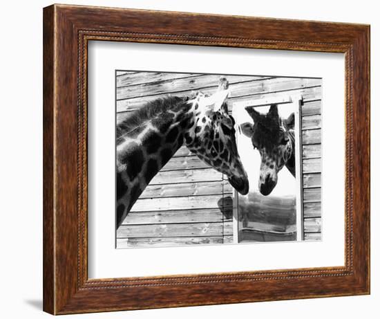 Maxi the Giraffe Gazing at Reflection in Mirror, 1980--Framed Photographic Print