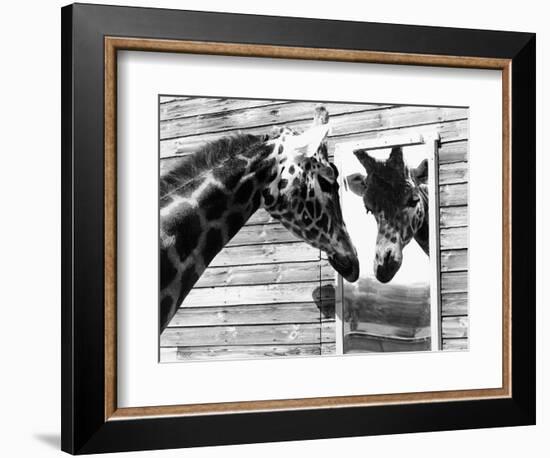 Maxi the Giraffe Gazing at Reflection in Mirror, 1980-null-Framed Photographic Print