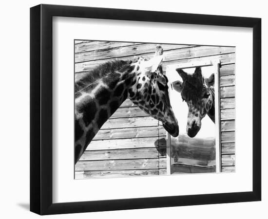 Maxi the Giraffe Gazing at Reflection in Mirror, 1980--Framed Photographic Print