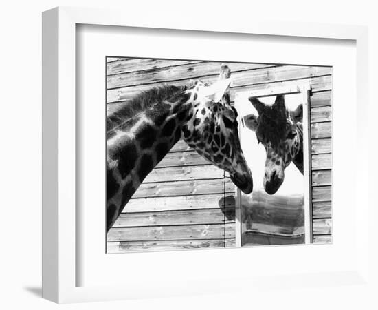 Maxi the Giraffe Gazing at Reflection in Mirror, 1980--Framed Photographic Print