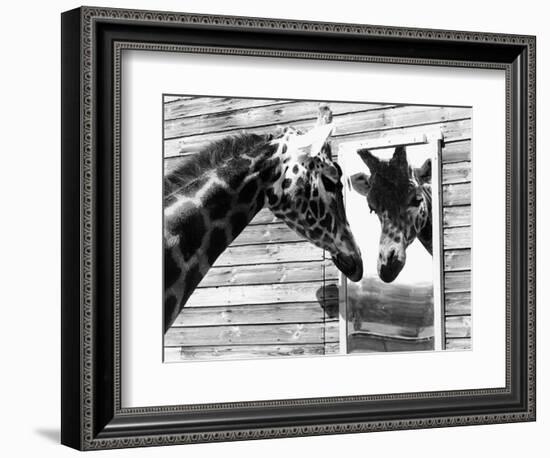 Maxi the Giraffe Gazing at Reflection in Mirror, 1980-null-Framed Photographic Print