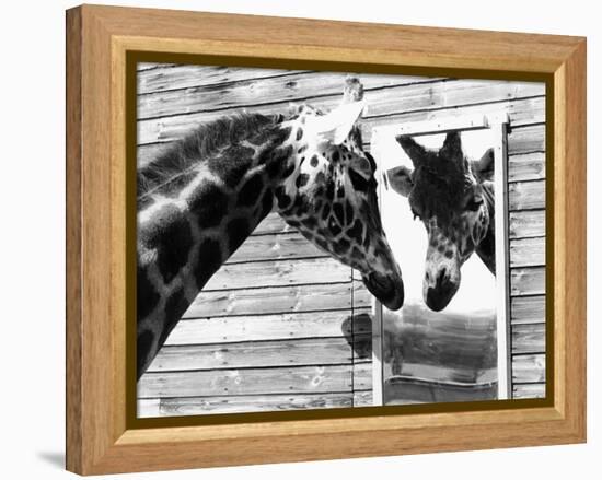 Maxi the Giraffe Gazing at Reflection in Mirror, 1980-null-Framed Premier Image Canvas