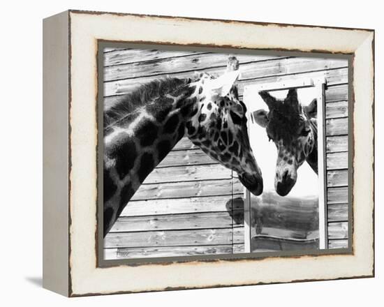 Maxi the Giraffe Gazing at Reflection in Mirror, 1980-null-Framed Premier Image Canvas