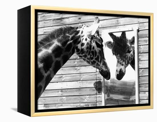 Maxi the Giraffe Gazing at Reflection in Mirror, 1980-null-Framed Premier Image Canvas