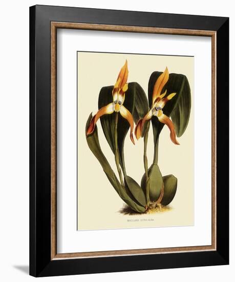 Maxillaria Luteoalba-John Nugent Fitch-Framed Giclee Print