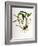 Maxillaria Skinneri-Porter Design-Framed Giclee Print