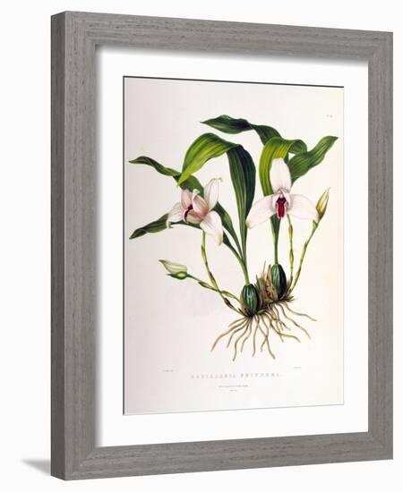 Maxillaria Skinneri-Porter Design-Framed Giclee Print