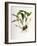 Maxillaria Skinneri-Porter Design-Framed Giclee Print