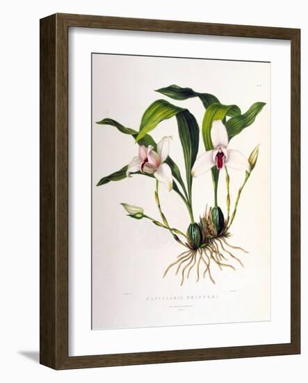 Maxillaria Skinneri-Porter Design-Framed Giclee Print