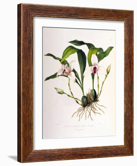 Maxillaria Skinneri-Porter Design-Framed Giclee Print