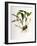 Maxillaria Skinneri-Porter Design-Framed Giclee Print