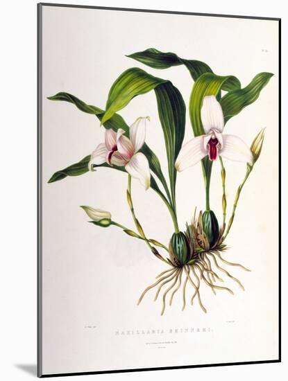 Maxillaria Skinneri-Porter Design-Mounted Giclee Print