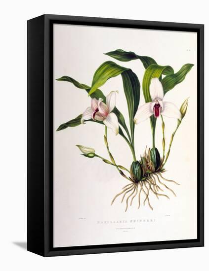 Maxillaria Skinneri-Porter Design-Framed Premier Image Canvas