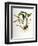 Maxillaria Skinneri-Porter Design-Framed Giclee Print