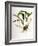 Maxillaria Skinneri-Porter Design-Framed Premium Giclee Print