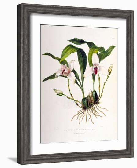 Maxillaria Skinneri-Porter Design-Framed Premium Giclee Print