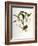 Maxillaria Skinneri-Porter Design-Framed Premium Giclee Print