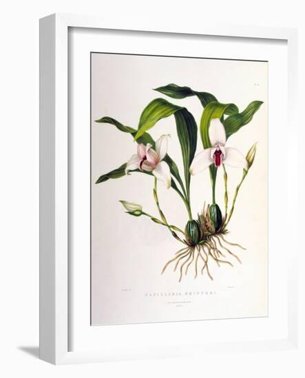 Maxillaria Skinneri-Porter Design-Framed Premium Giclee Print