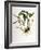 Maxillaria Skinneri-Porter Design-Framed Premium Giclee Print